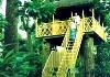 Stairs towards tree house